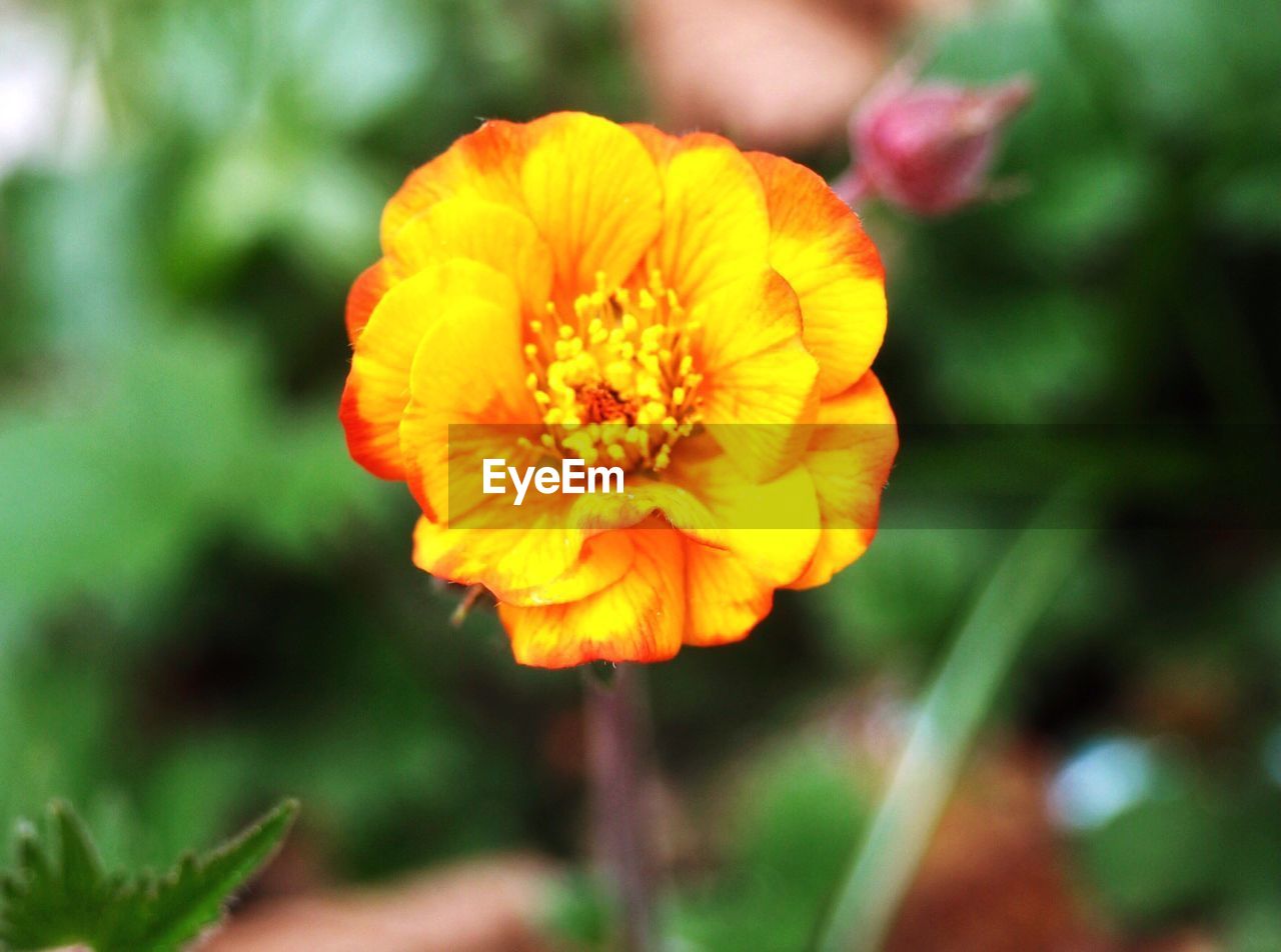 CLOSE-UP OF YELLOW FLOWER