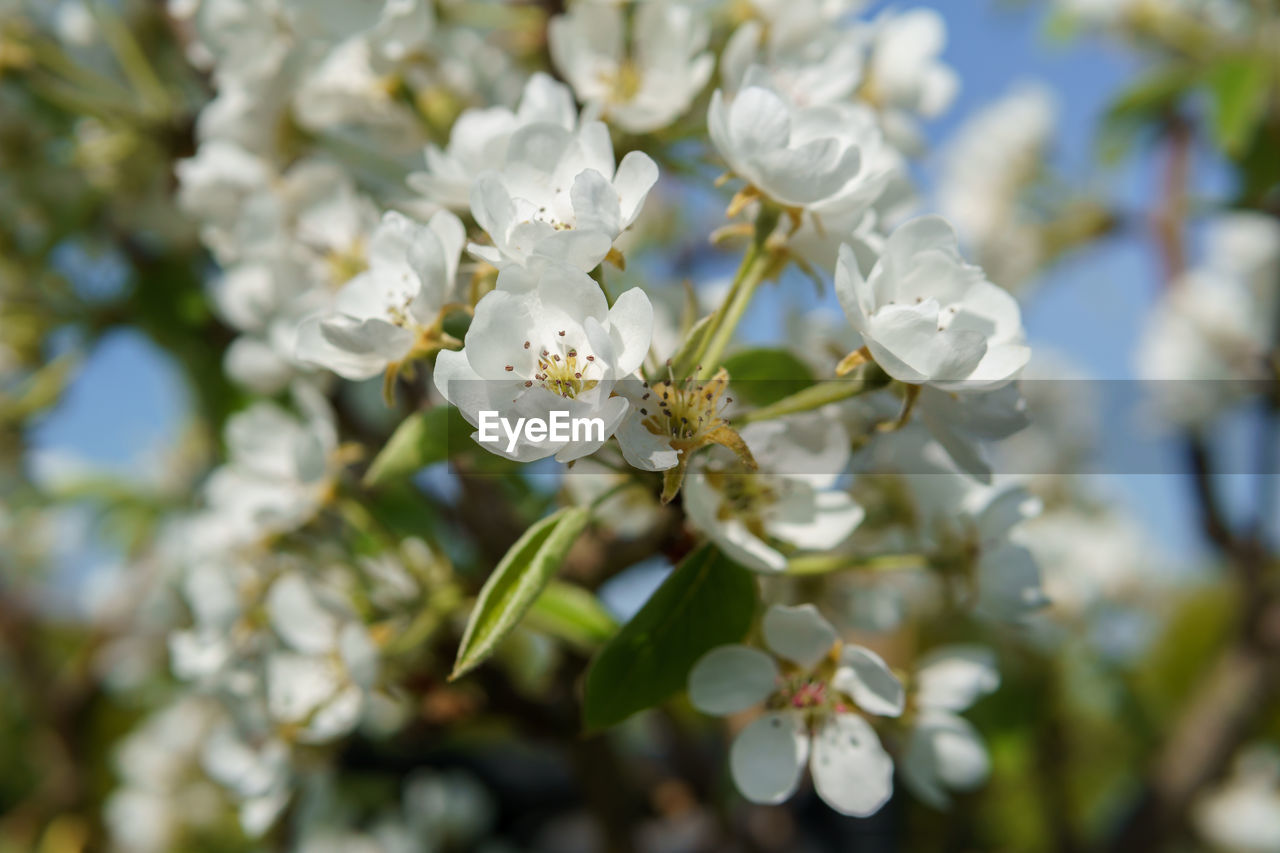 CLOSE-UP OF WHITE FLOWERING PLANT AGAINST TREE