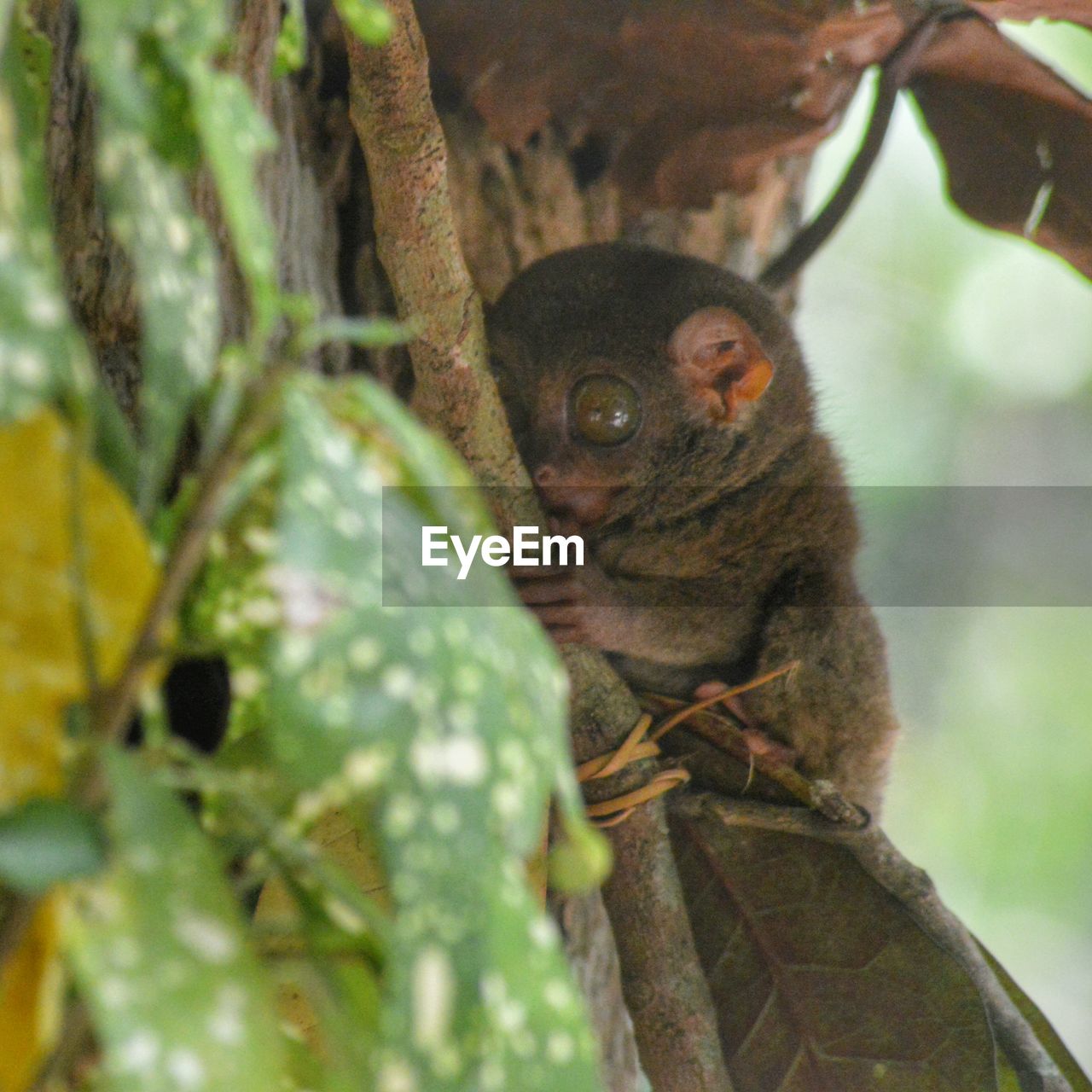 Tarsier sitting on tree