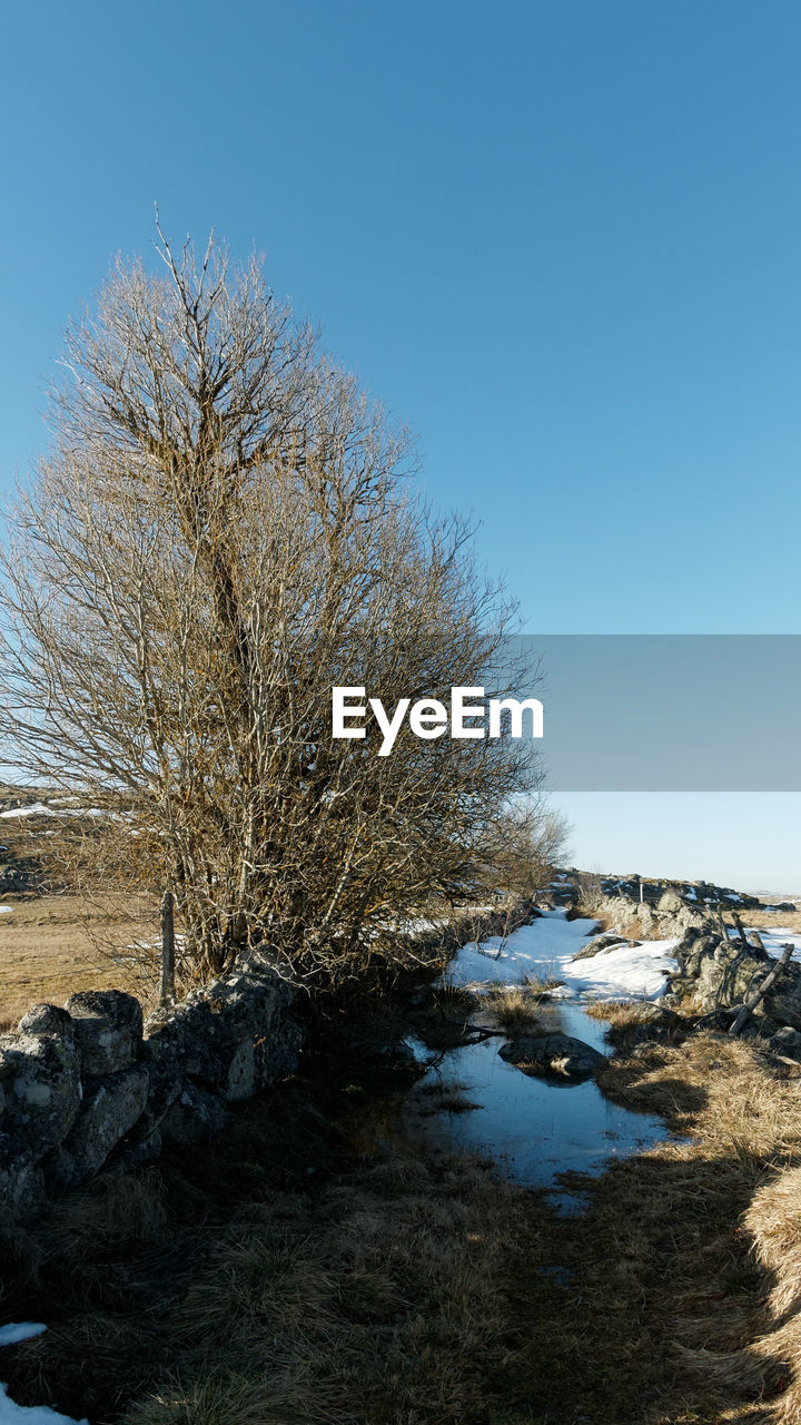 Bare trees on snow covered land against clear blue sky