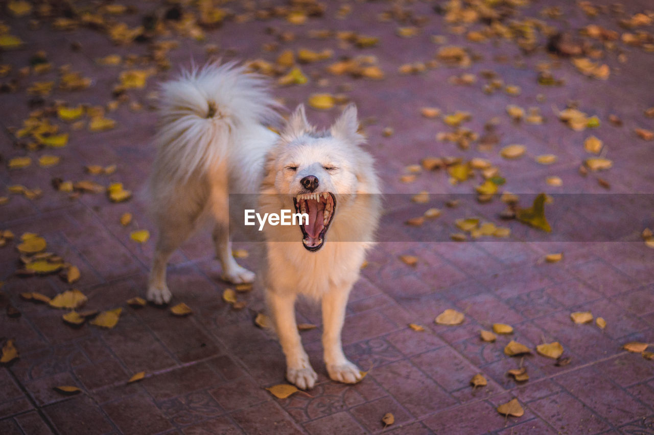 High angle view of dog yawning on footpath