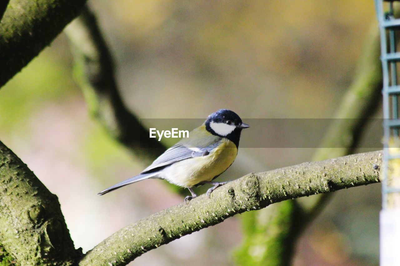 Close-up of great tit perching on twig