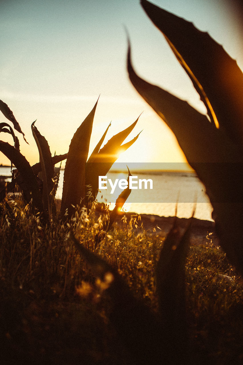 Close-up of plant growing on field against sky during sunset