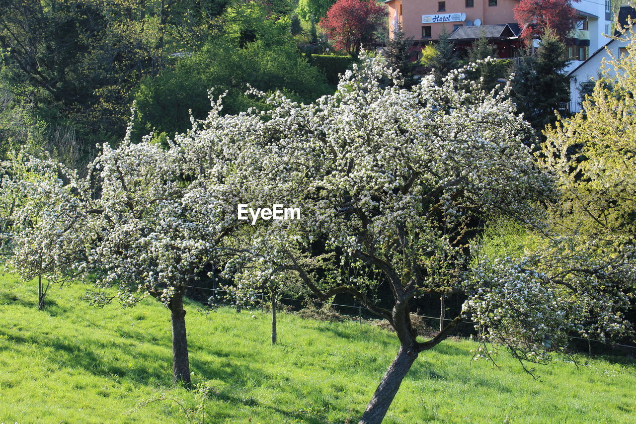 VIEW OF FLOWER TREE IN FIELD