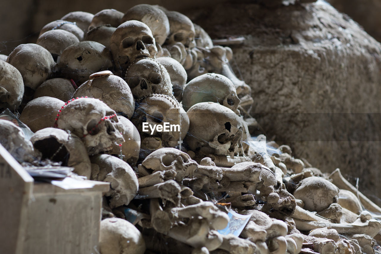 Old human skulls in cemetery