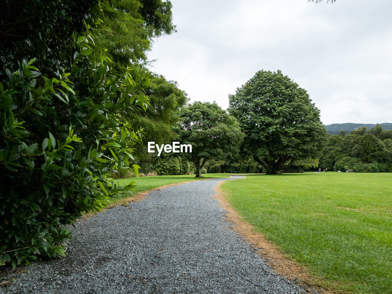 plant, green, grass, tree, sky, nature, cloud, lawn, road, beauty in nature, rural area, the way forward, no people, landscape, tranquility, environment, garden, growth, day, scenics - nature, outdoors, footpath, tranquil scene, leaf, transportation, land, hill, non-urban scene, meadow, woodland, forest, park, field, diminishing perspective