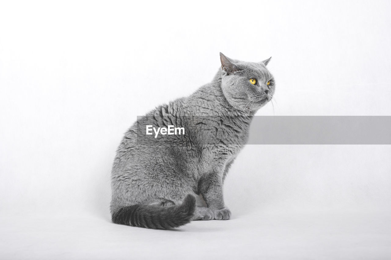 Close-up of cat looking away against white background