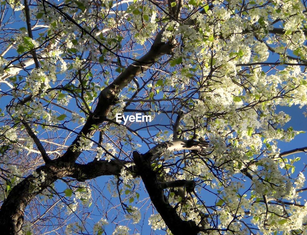 LOW ANGLE VIEW OF TREE