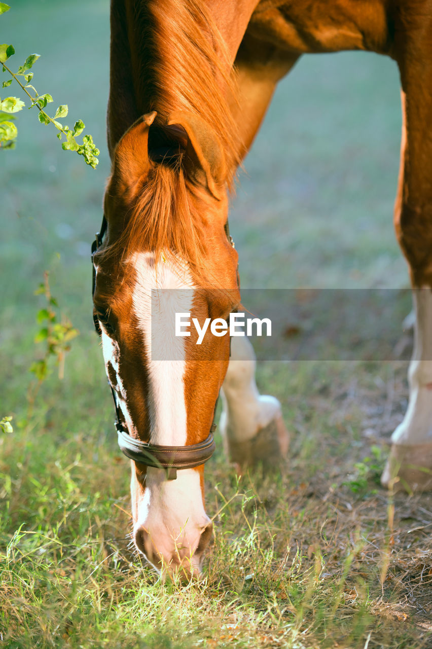 HORSE GRAZING ON FIELD