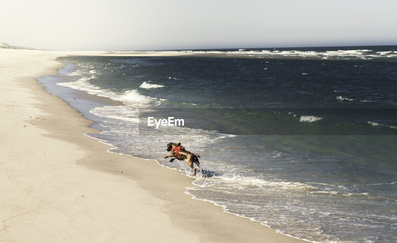 Summer beach landscape with a dog running on the white sand beach and blue seawater, on sylt island.