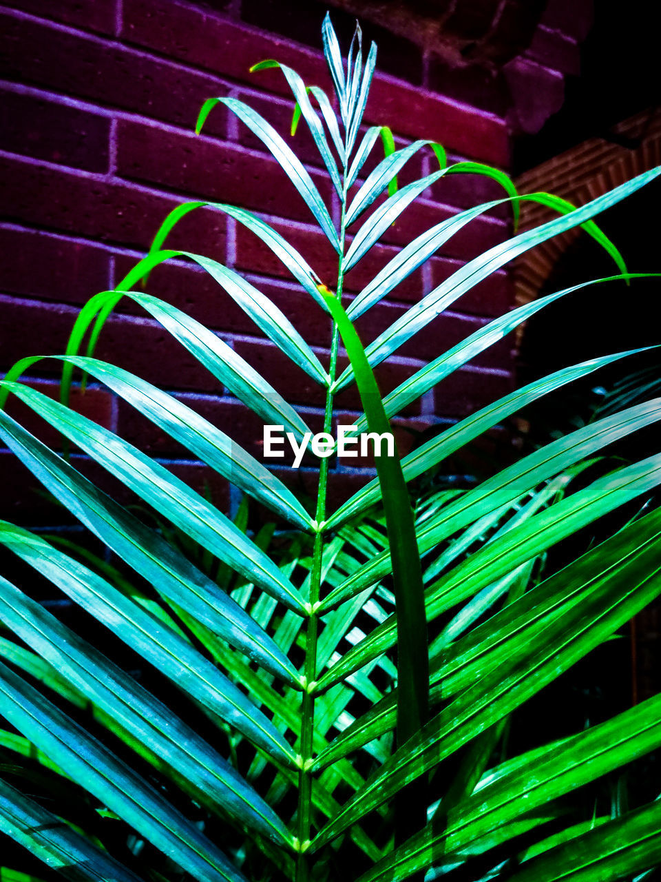 HIGH ANGLE VIEW OF RAINDROPS ON POTTED PLANTS
