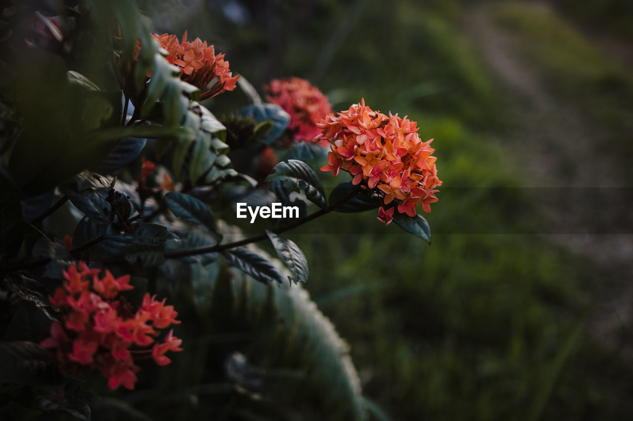 CLOSE-UP OF RED FLOWERING PLANT AGAINST ORANGE SKY