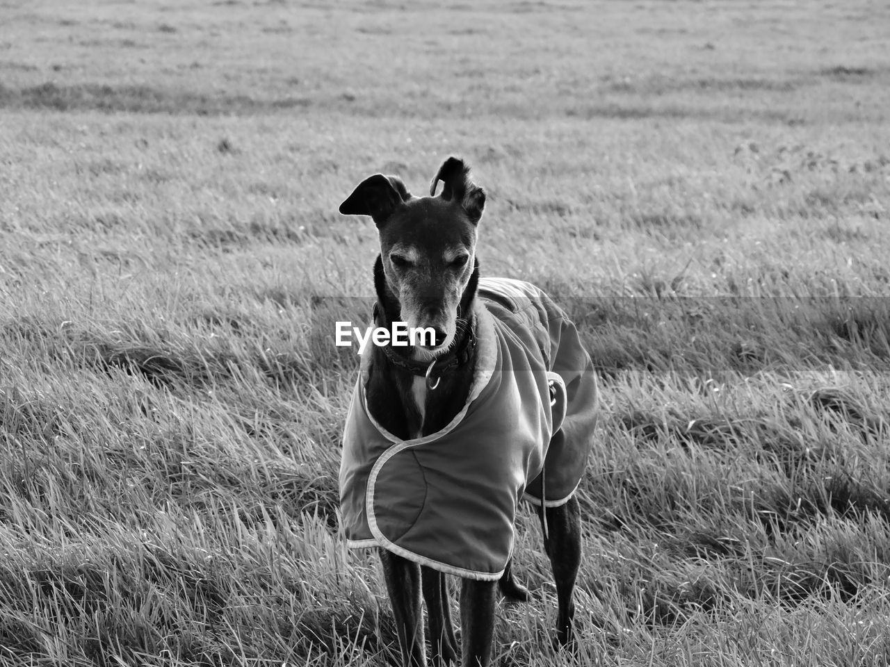 Greyhound covered with blanket on grassy field