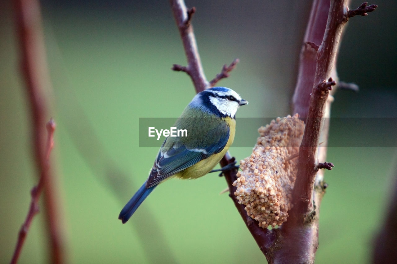 CLOSE-UP OF BIRD PERCHING ON TREE