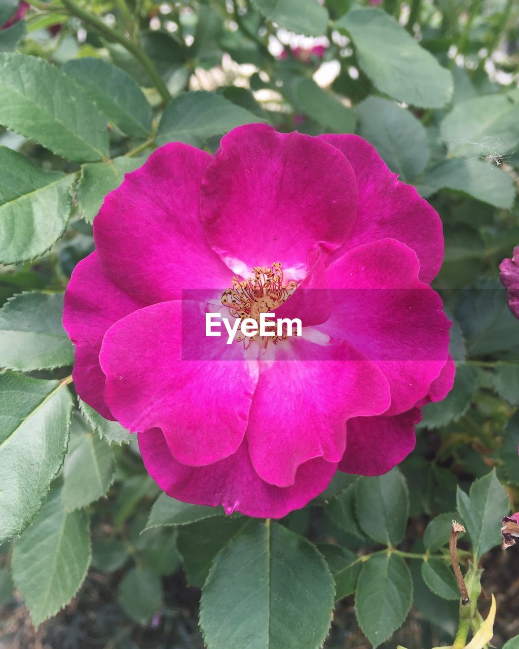 CLOSE-UP OF PINK FLOWERS BLOOMING