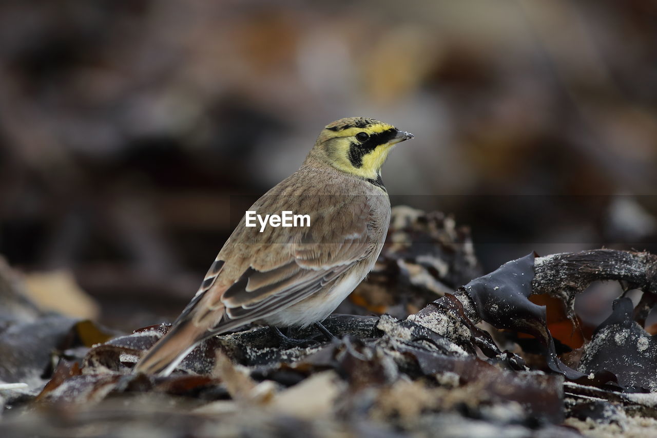 CLOSE-UP OF A BIRD PERCHING ON A BRANCH