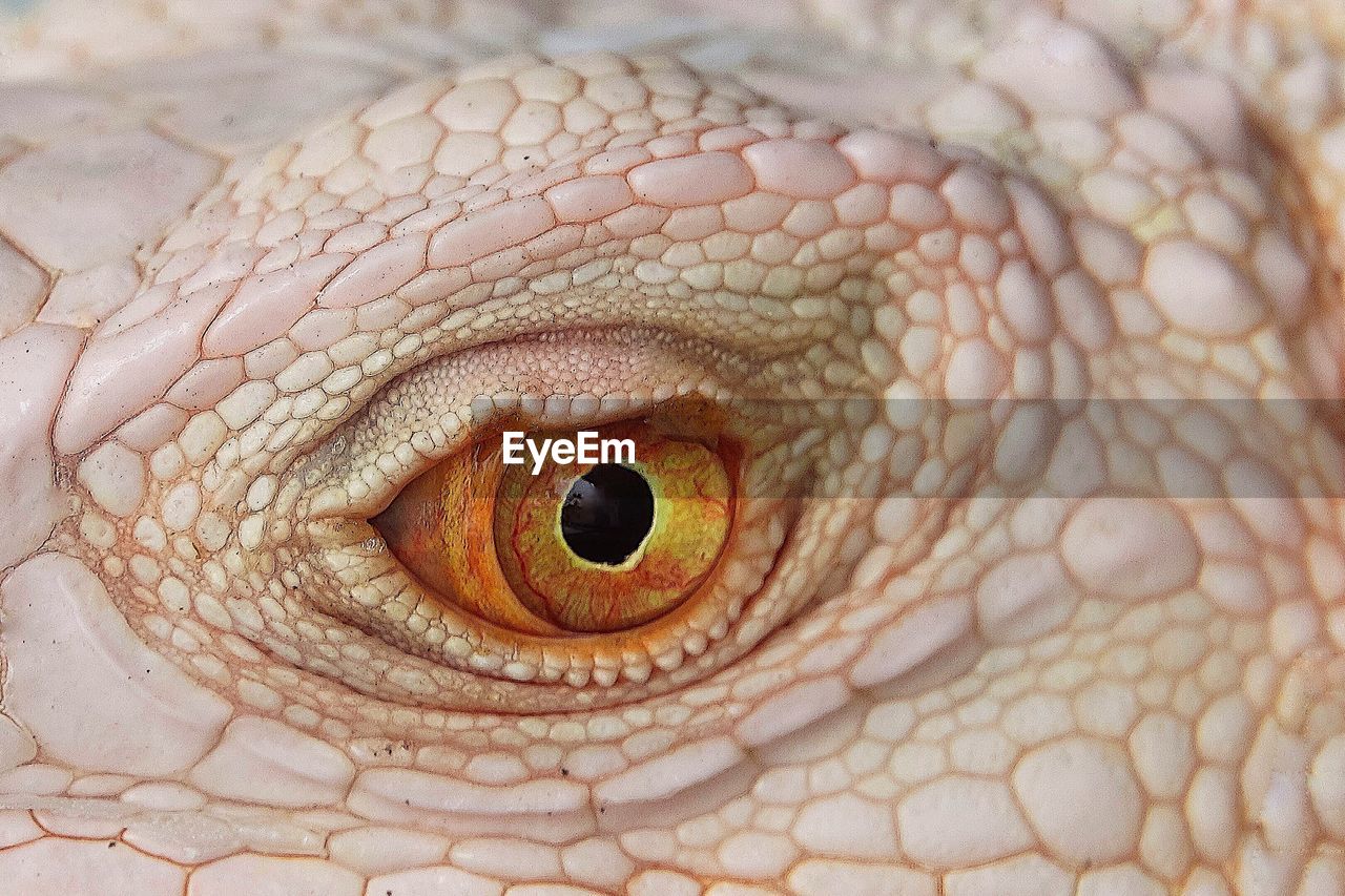 EXTREME CLOSE-UP OF A ANIMAL