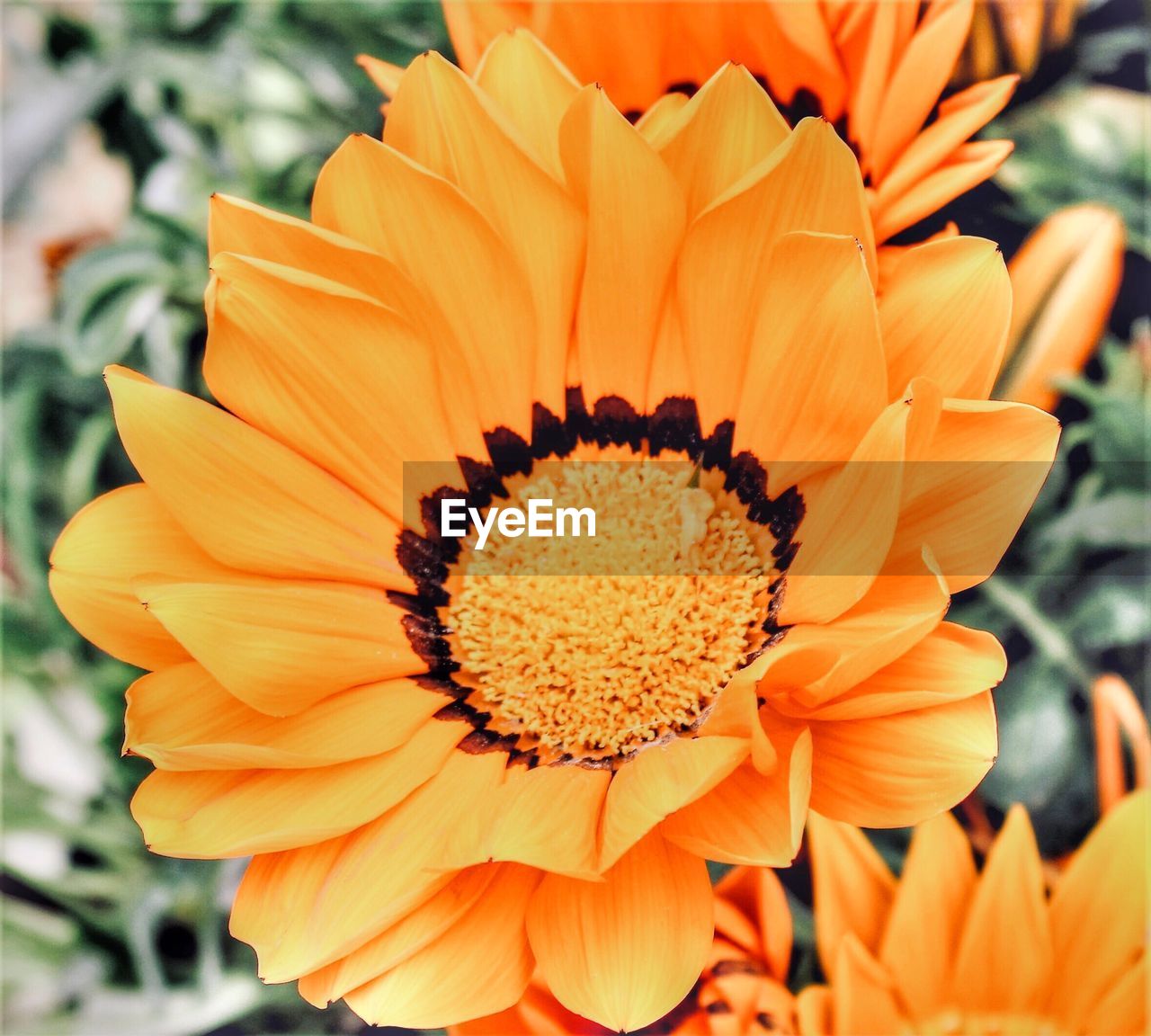 CLOSE-UP OF ORANGE FLOWER AGAINST PLANTS