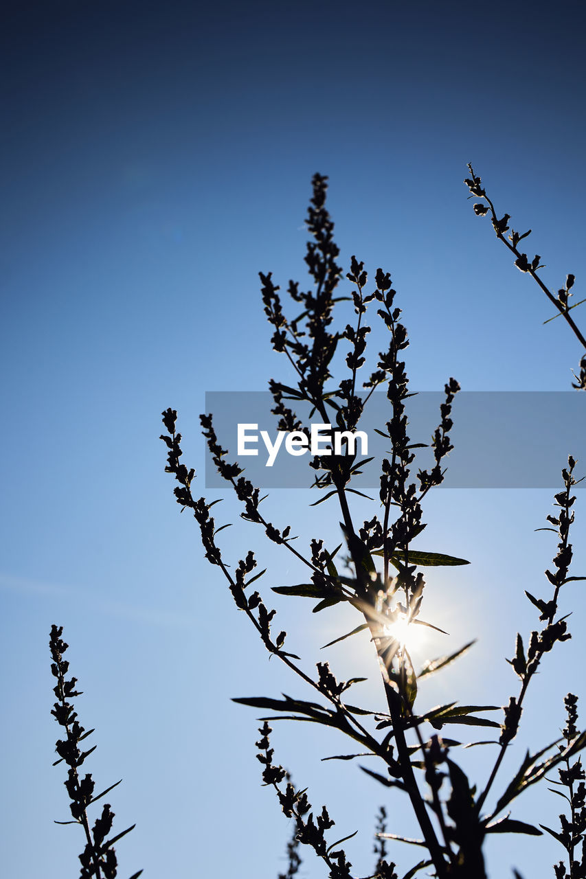 LOW ANGLE VIEW OF FLOWERING PLANT AGAINST CLEAR BLUE SKY