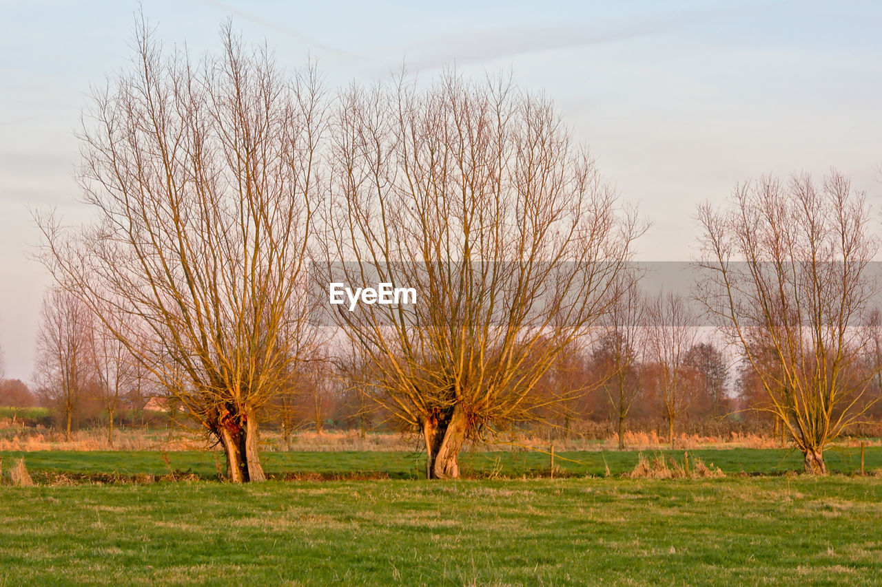 BARE TREES ON FIELD