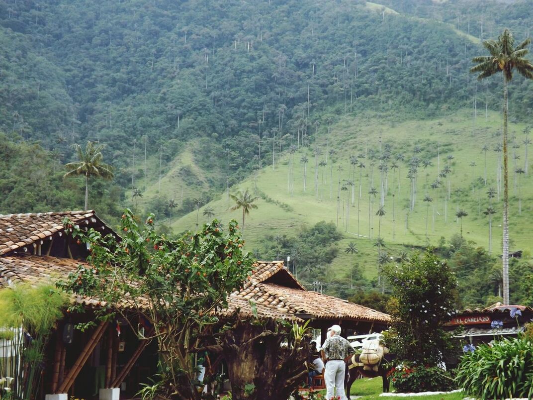 VIEW OF TREES ON MOUNTAIN