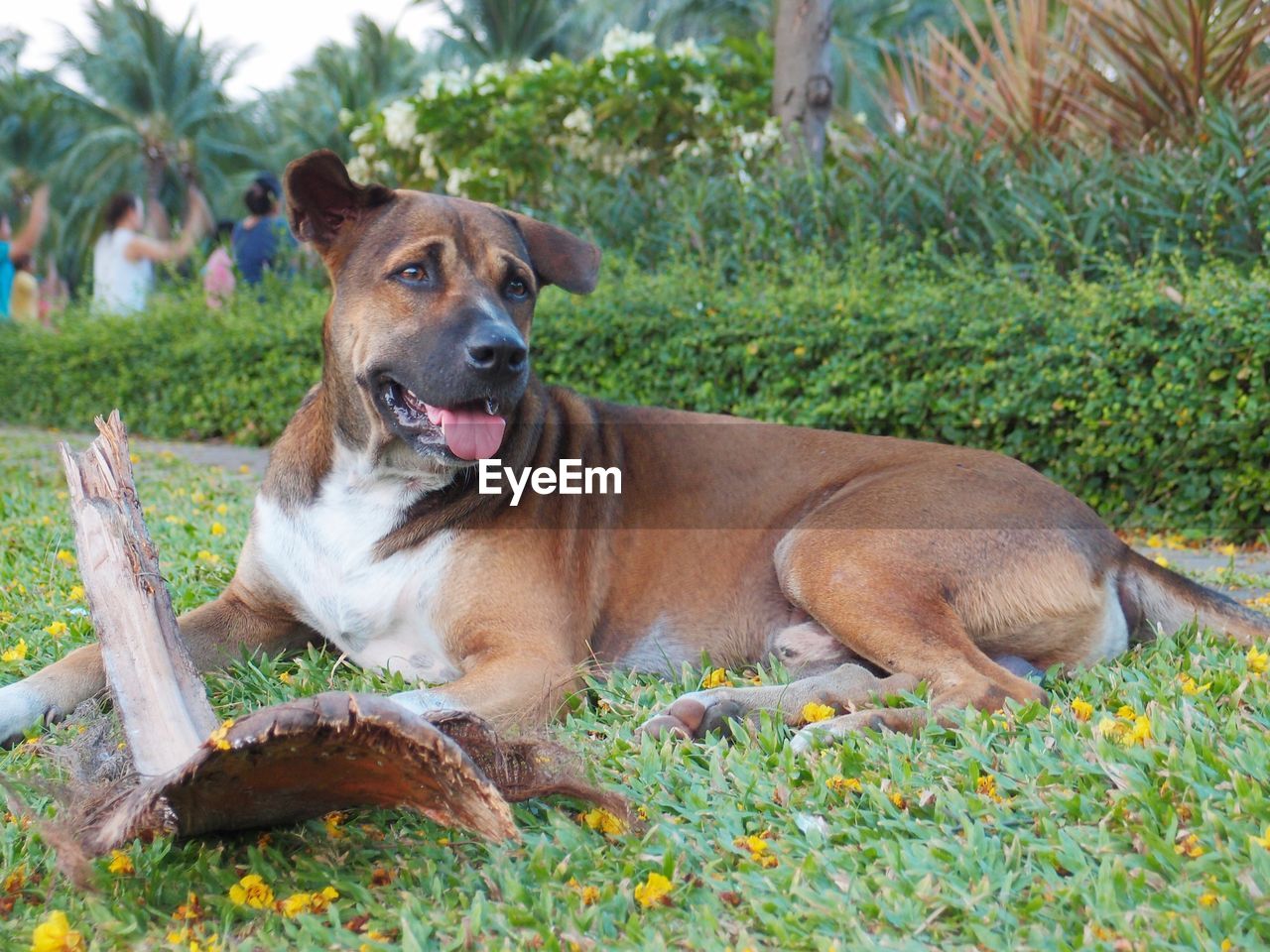 Dog relaxing grassy field at park