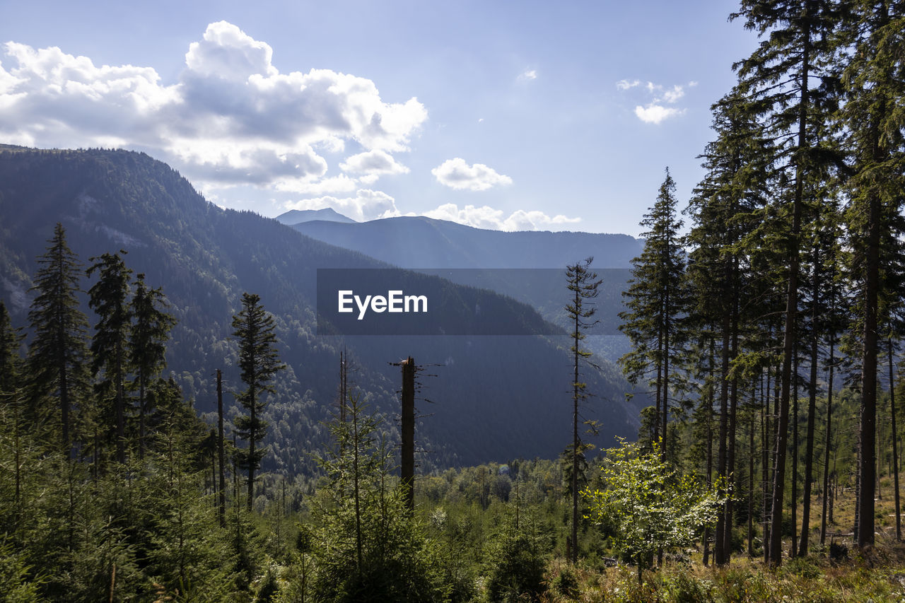 tree, wilderness, plant, mountain, pine tree, forest, coniferous tree, scenics - nature, pinaceae, nature, beauty in nature, land, sky, environment, pine woodland, landscape, ridge, mountain range, cloud, no people, tranquility, tranquil scene, meadow, non-urban scene, natural environment, travel, travel destinations, woodland, outdoors, tourism, day, sunlight, growth, green, mountain peak, vacation
