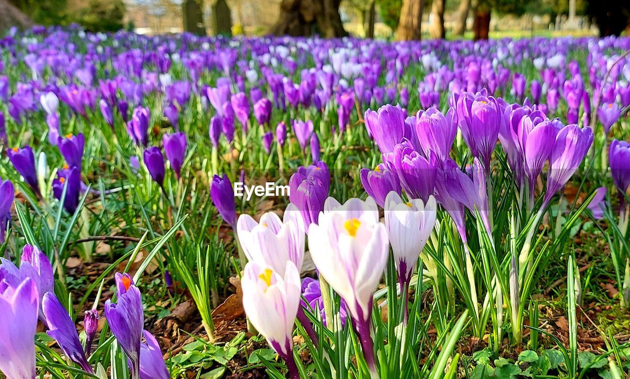 plant, flower, flowering plant, purple, beauty in nature, freshness, crocus, growth, fragility, nature, iris, land, field, close-up, petal, no people, inflorescence, flower head, day, springtime, flowerbed, focus on foreground, blossom, outdoors, botany, tranquility, green