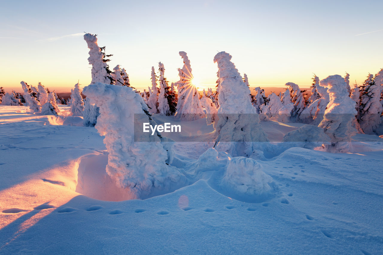 Snow covered trees and field against sky during sunset