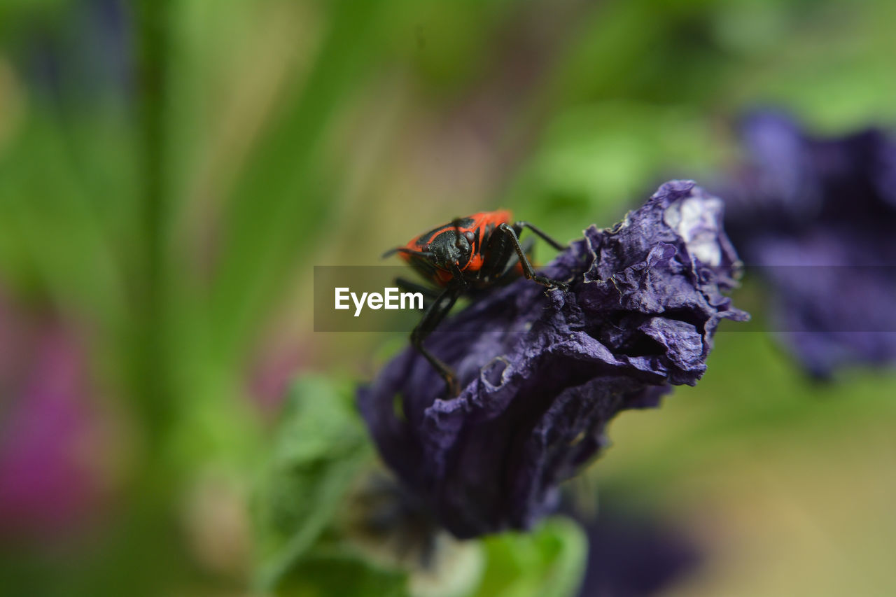 Close-up of insect on purple flower