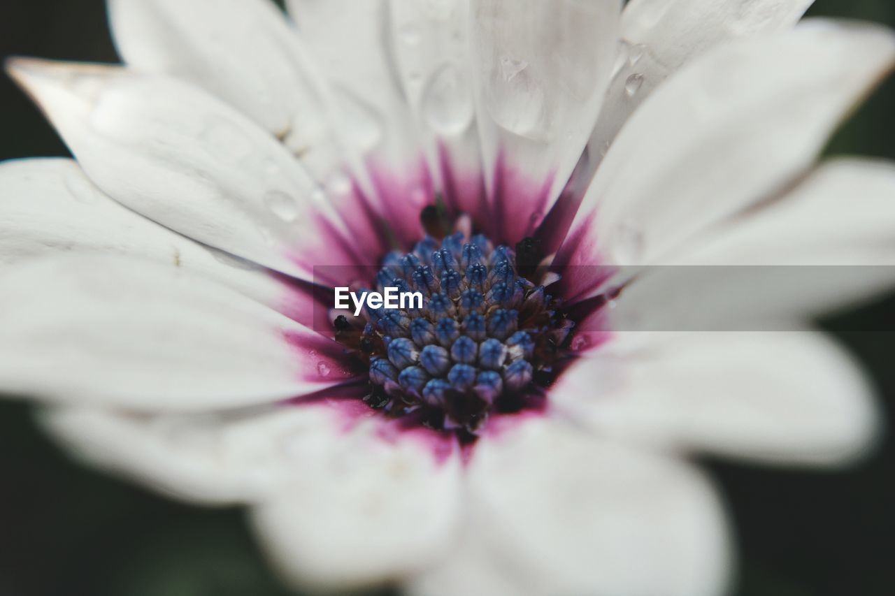 Close-up of fresh flower blooming outdoors