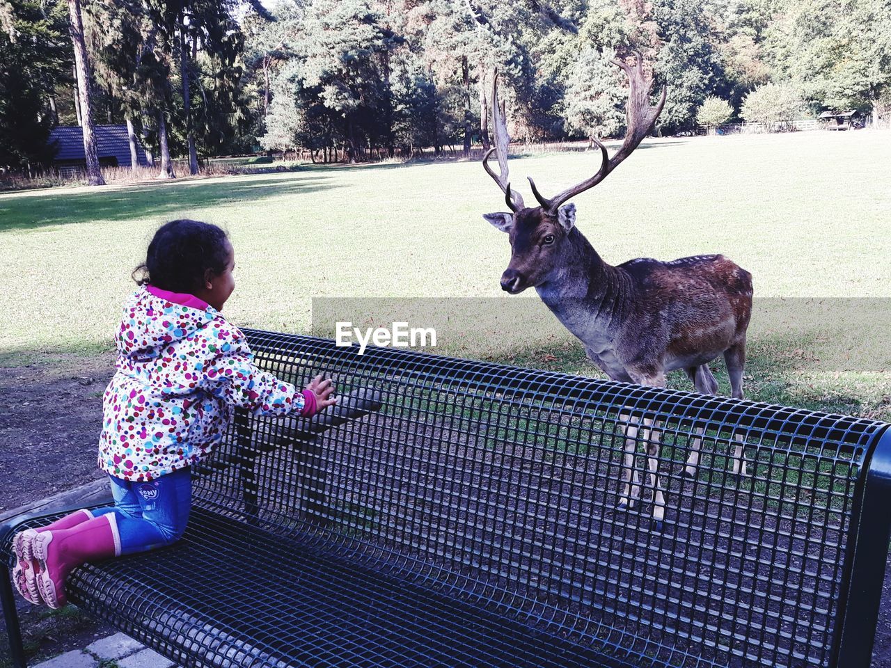 FULL LENGTH OF WOMAN WITH DEER ON TREE AT ZOO