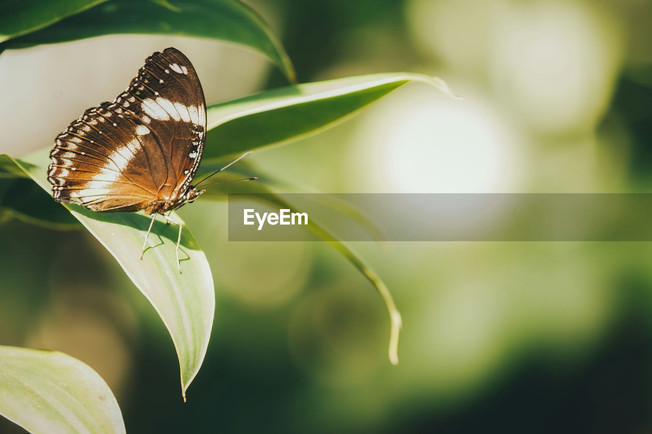 CLOSE-UP OF BUTTERFLY ON PLANT