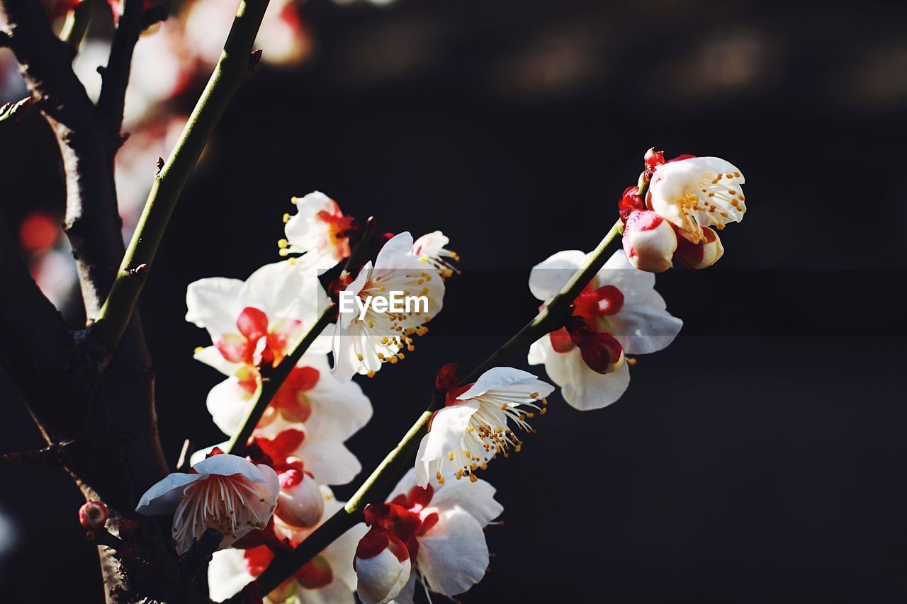 Close-up of white flowers on branch