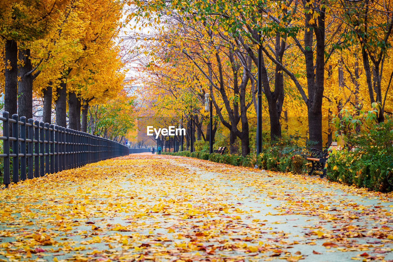 AUTUMN LEAVES ON FOOTPATH AMIDST TREES