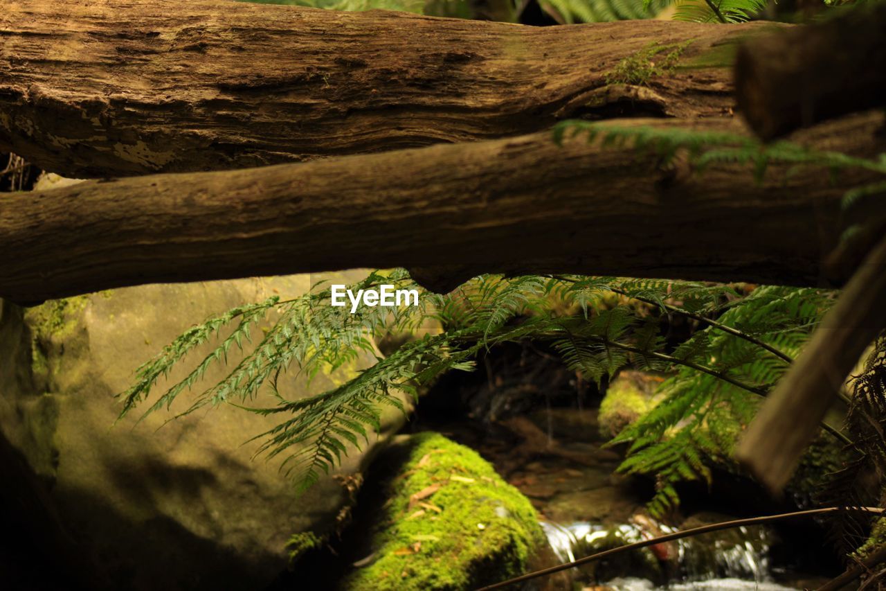 CLOSE-UP OF TREE TRUNK