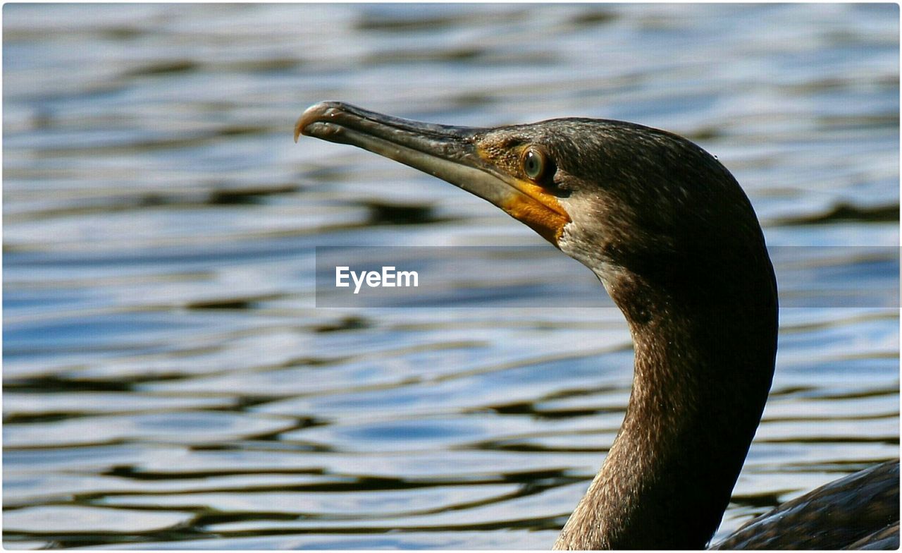 Close-up of cormorant at lake