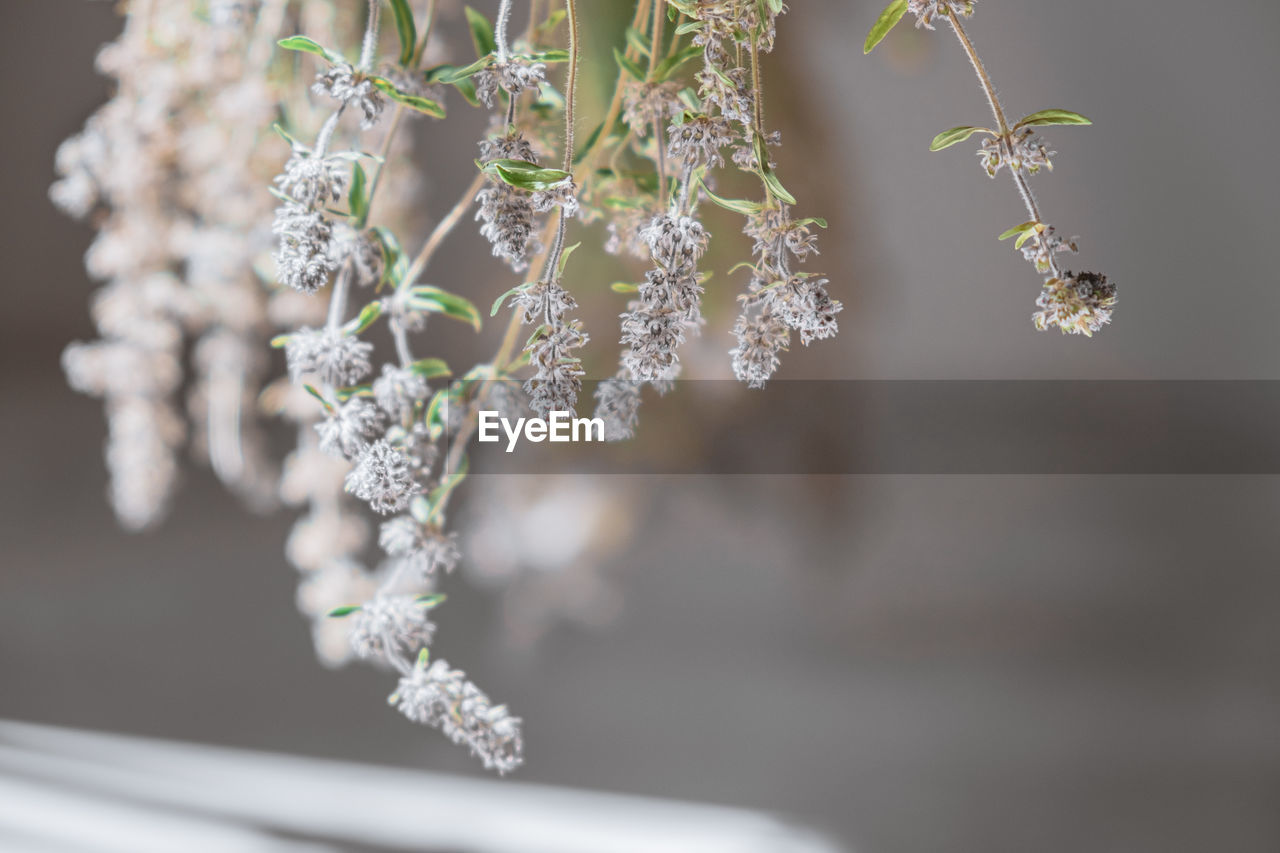 Bunches of fresh thyme tied with a rope and hung to dry.  herbal tea blank