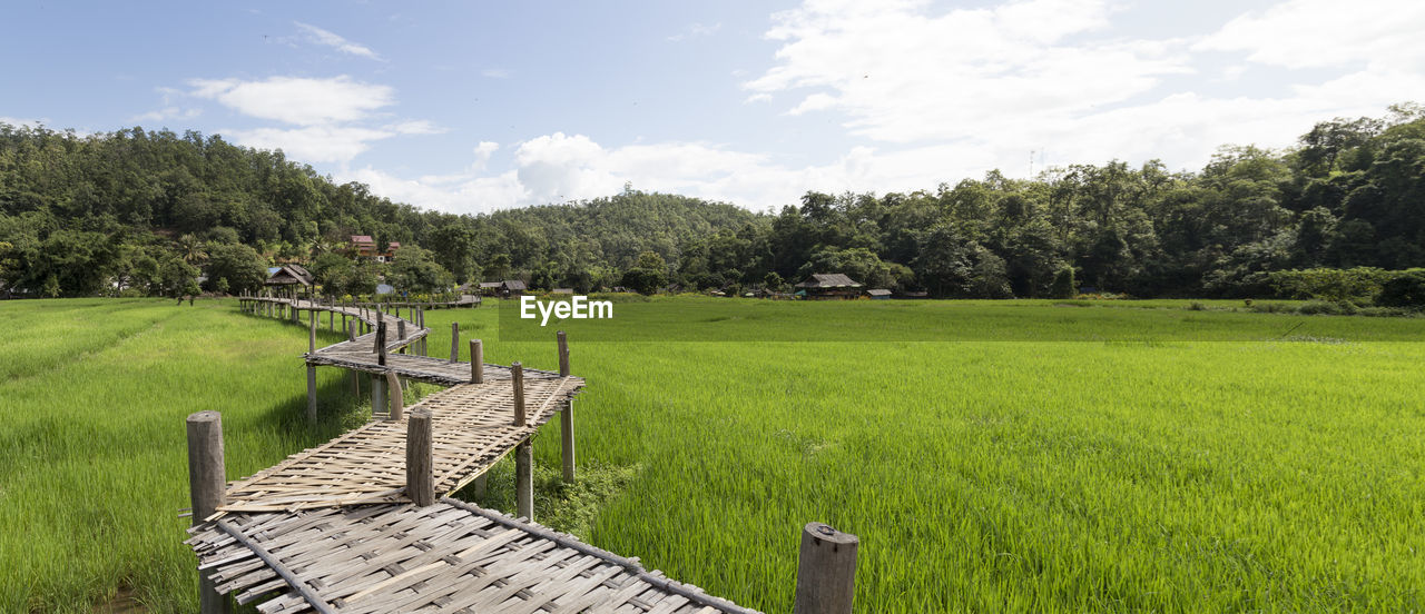 Famous pai bamboo bridge over green rice terraces under blue sky