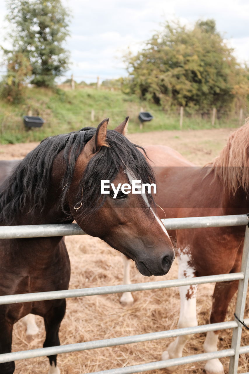 Close-up of a horse