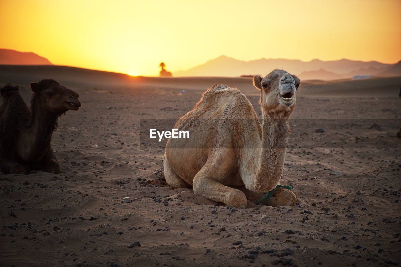 Camels in the desert at sunset