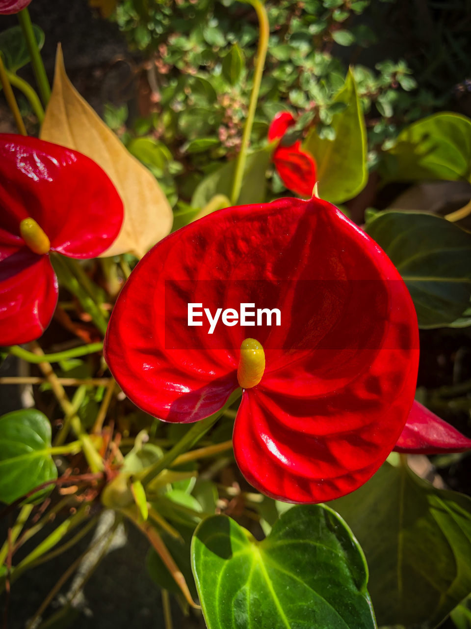 CLOSE-UP OF RED FLOWER