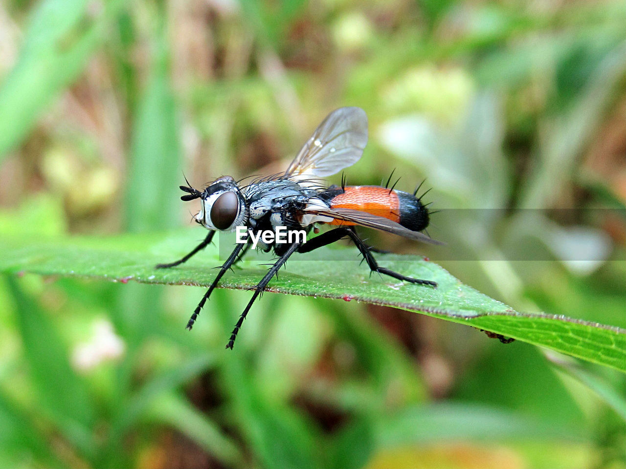 CLOSE-UP OF FLY
