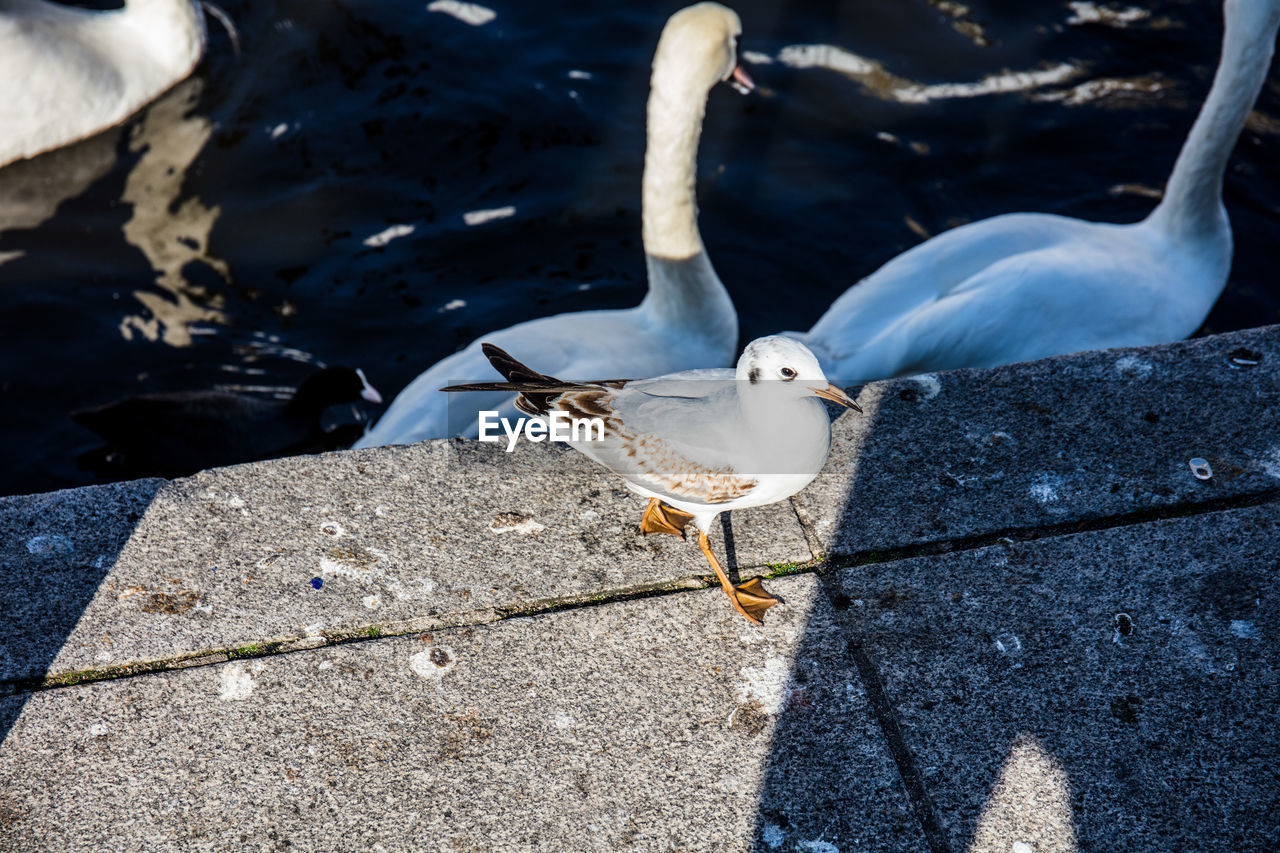 HIGH ANGLE VIEW OF SEAGULL PERCHING