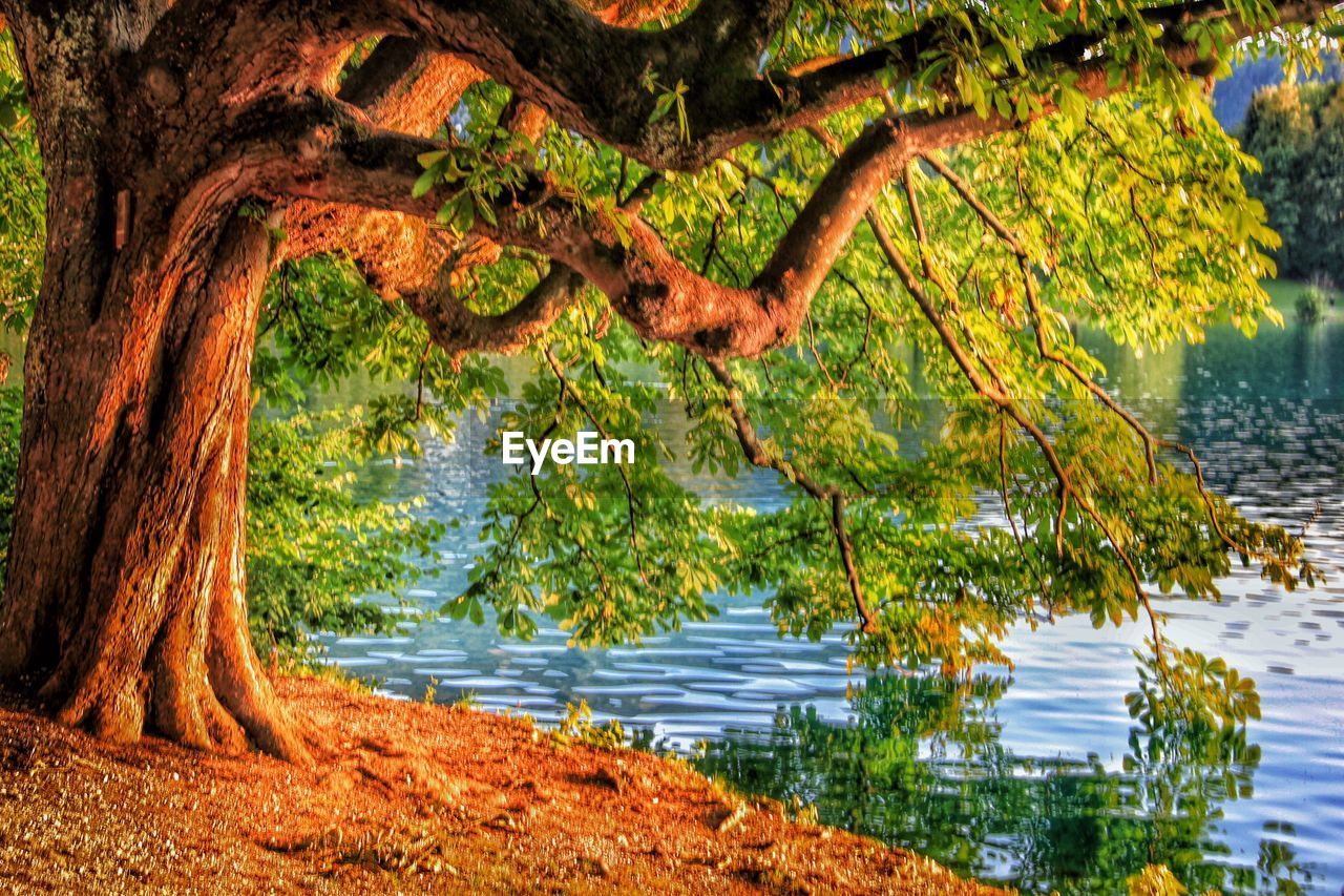 REFLECTION OF TREES IN WATER