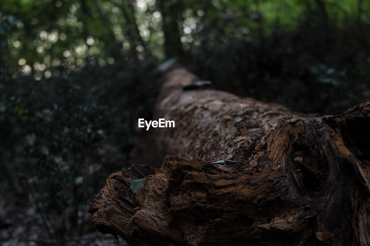 Close-up of tree trunk in forest