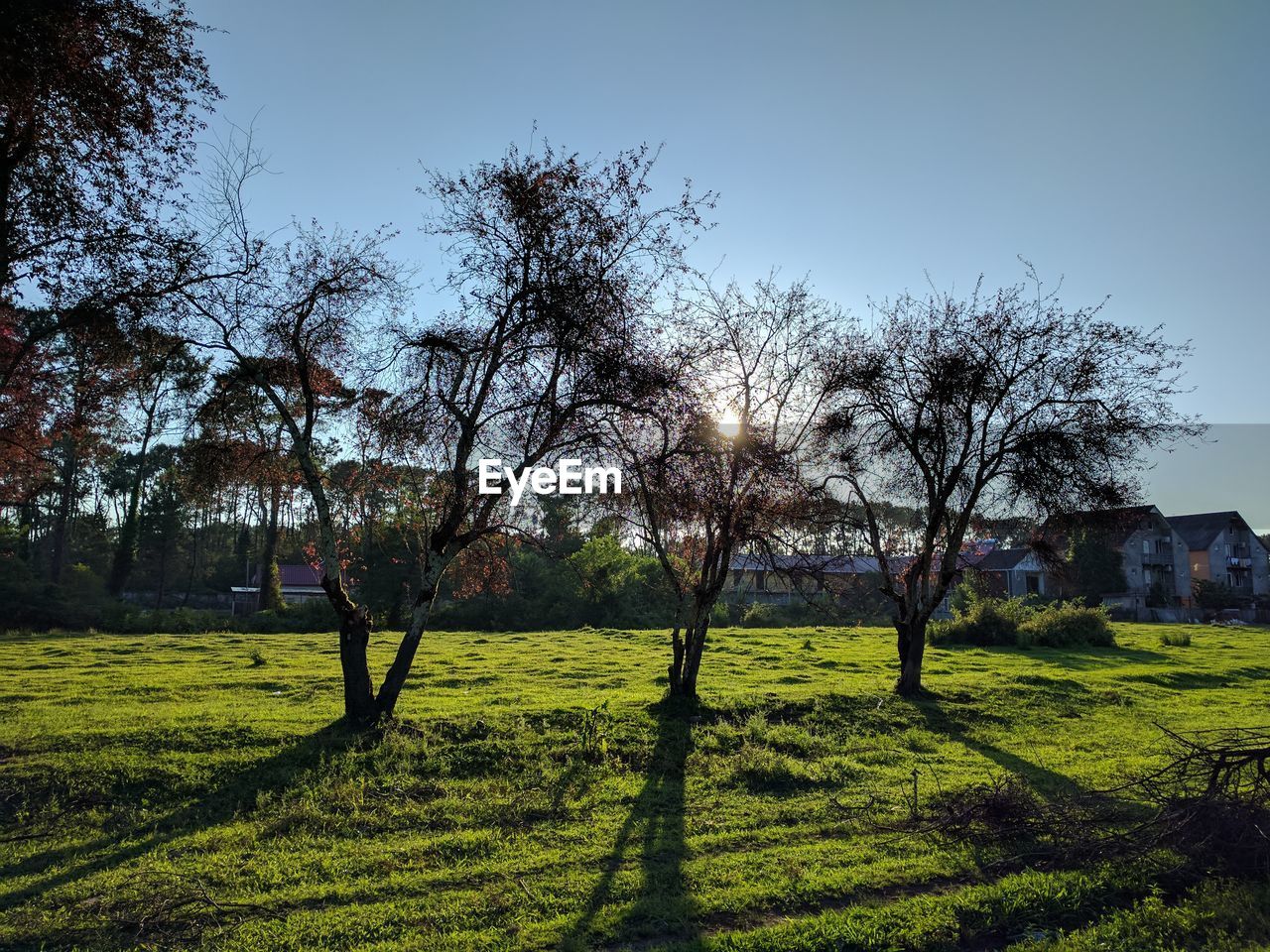 TREES ON LANDSCAPE AGAINST SKY