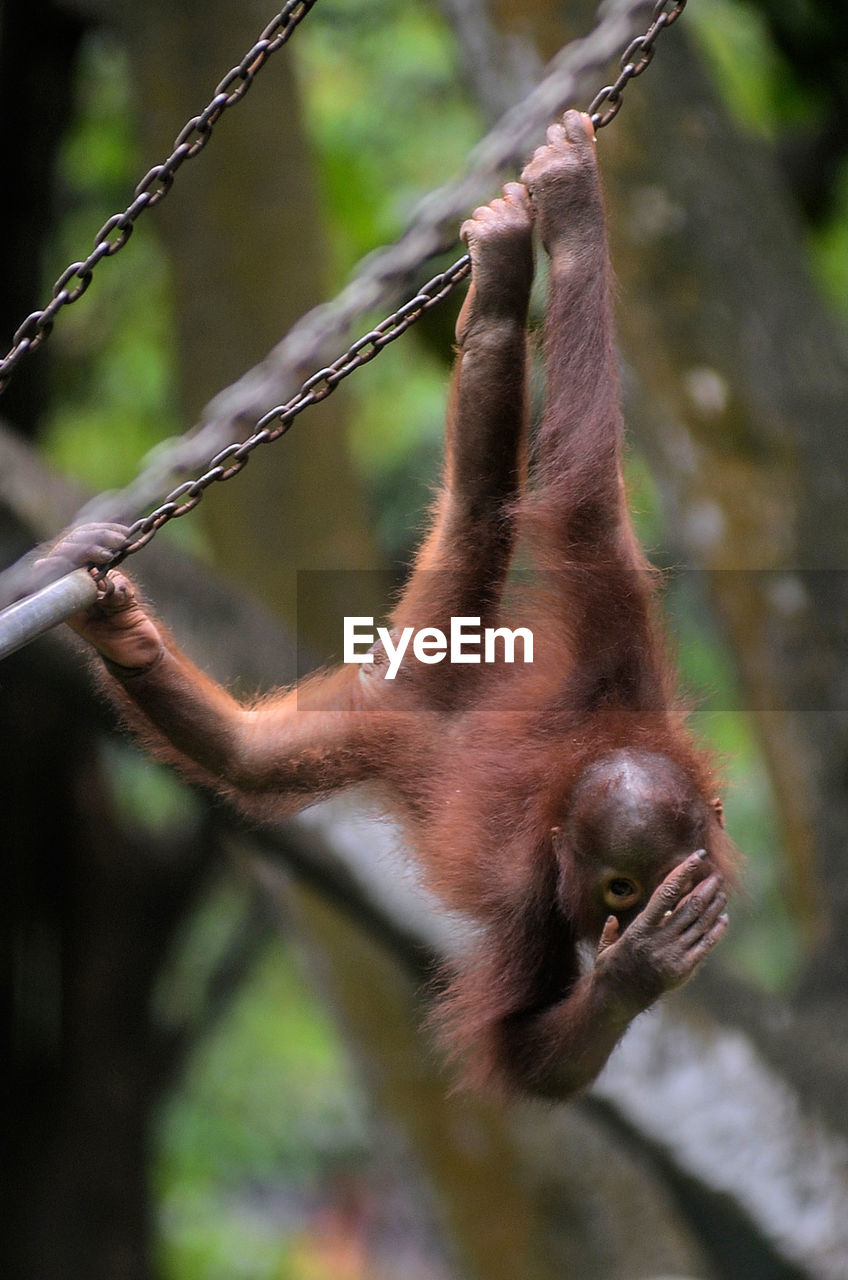 Close-up of orangutan hanging on chain at zoo