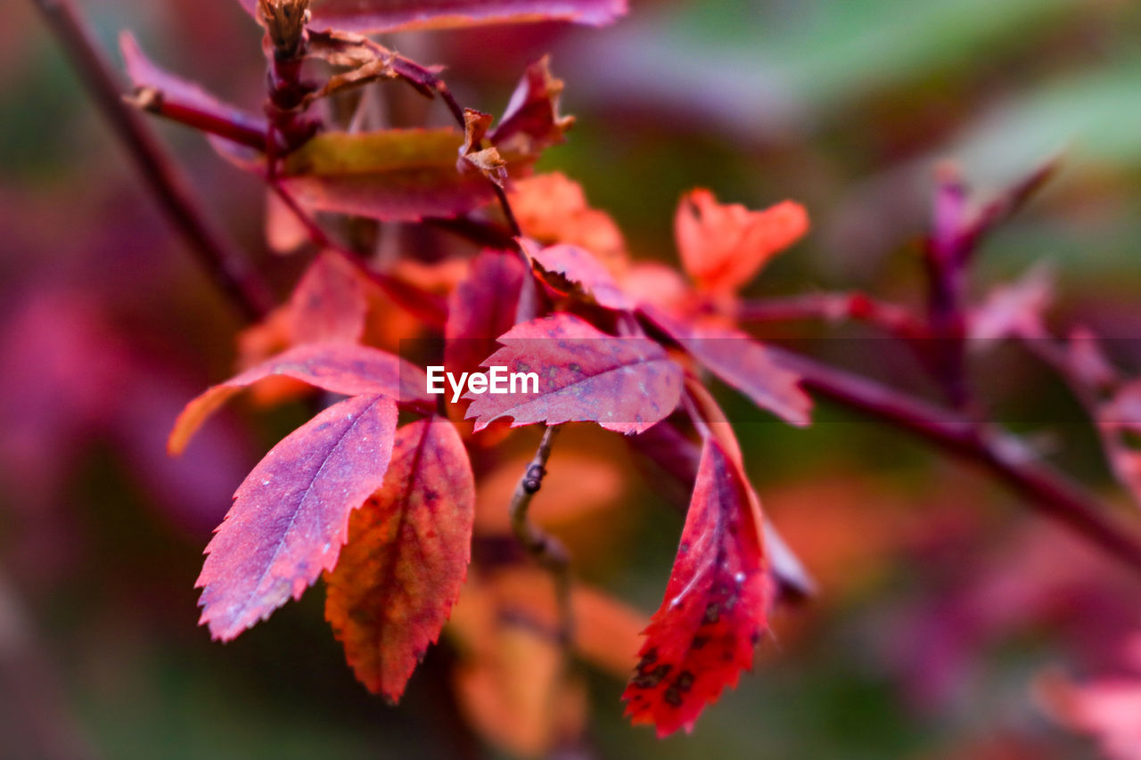 CLOSE-UP OF AUTUMNAL LEAVES ON TREE