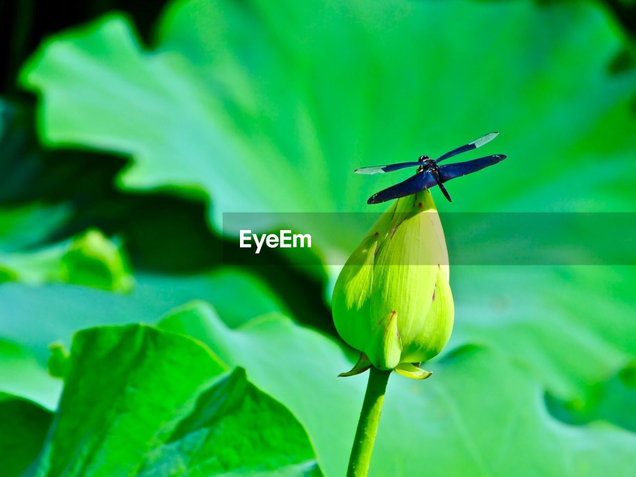 CLOSE-UP OF GRASSHOPPER ON FLOWER